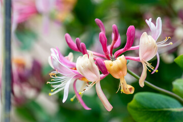 A flower of climbing honeysuckle, Lonicera sp, with dark pink, cream and yellow petals form the...