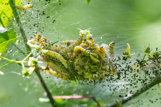 A close up of a cluster of Spindle Ermine moth, yponomeuta cagnagella, caterpillars within their silk webbing nest feeding on the leaves of a Spindle tree