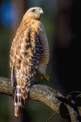 Red Shouldered Hawk