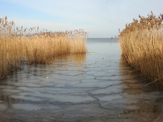 reeds on the beach of curonian lagoon