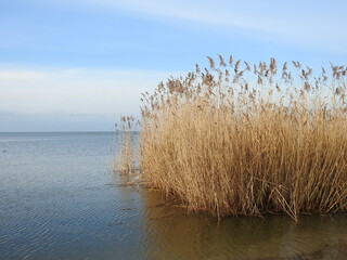 reeds on the beach of curonian lagoon