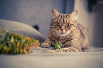 A striped cat lies and looks into the frame.