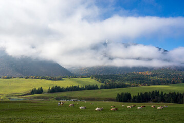 Fototapeta na wymiar Green meadows under the peaks of the Belianske Tatras. Zdiar region, Slovakia.