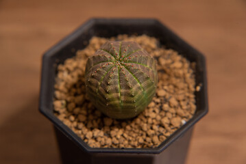 ユーフォルビア　オベサ