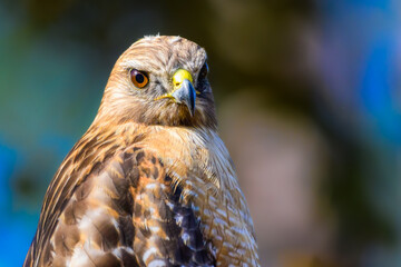 juvenile red-shouldered hawk close-up eye beak