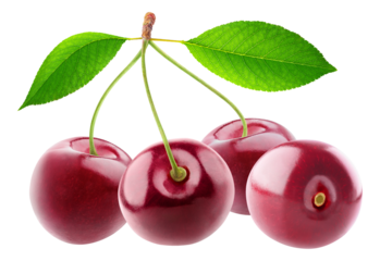 Four cherry fruits on a branch with leaves cut out