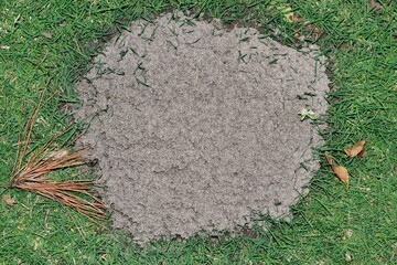Red Imported fire ant mound on a residential lawn in Houston, Texas seen from directly above. Solenopsis invicta species are an invasive pest.