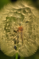 Closed Bud of a dandelion. Dandelion white flowers. IA technology