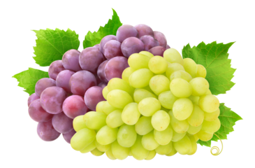 Bunch of white and red grapes with leaves cut out