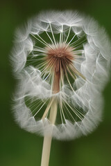 Closed Bud of a dandelion. Dandelion white flowers. IA technology