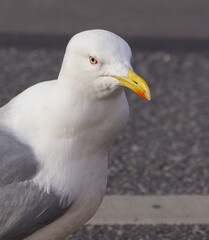 seagull on a rock