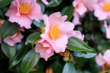 薄ピンクの山茶花の花