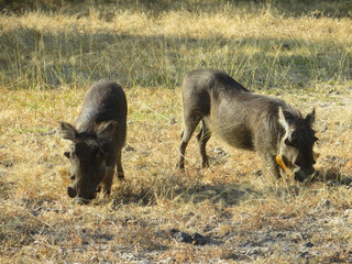 Wild boars in Mosi oa Tunya National Park, Zambia