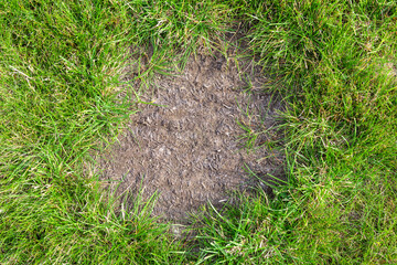 Bald patch of green grass in the meadow. Pollution and environmental problems. Ecological problems