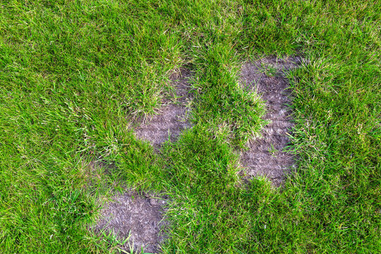Bald patch of green grass in the meadow. Pollution and environmental problems. Ecological problems