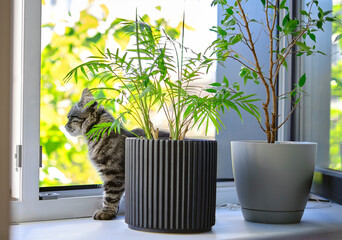 gray domestic cat cat among flower pots with succulent plants on windowsill. kitten sits by the window and sniffs houseplants in flower pots.