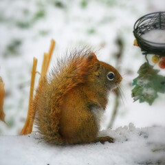 A Red Squirrel feeds on birdseed in our yard after a snowstorm in Windsor in Upstate NY.
