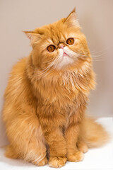Red fluffy charming Persian breed cat on white background