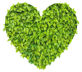 tree leaves heart - concept of bioenergy