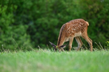 Deer fawn on pasture grazing  on green meadow grass