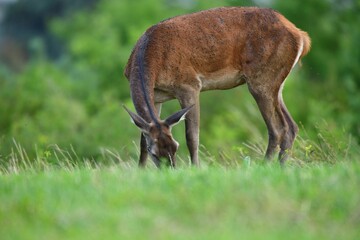 Naklejka na ściany i meble Deer hind grazing on grass meadow in summer