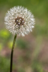 Flower of the common dandelion