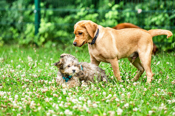 Puppy training