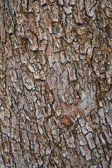 Vertical shot of the bark of an old olive tree on a farm, idea for wallpaper or background