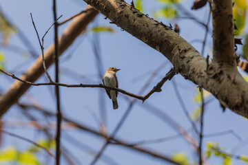 Asian brown flycatcher (Muscicapa dauurica) at Rabindra Saravar, Kolkata, West Bengal.