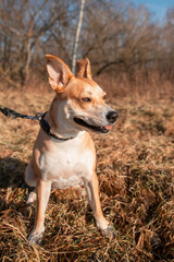 Dog in the park, portrait of a dog