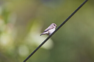 Dark-sided flycatcher (Muscicapa sibirica) at West Bengal, India.