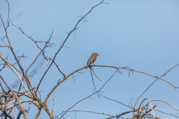 Dark-sided flycatcher (Muscicapa sibirica) at West Bengal, India.