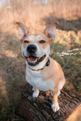 Dog in the park, portrait of a dog