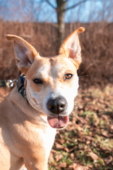 Dog in the park, portrait of a dog