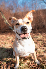 Dog in the park, portrait of a dog