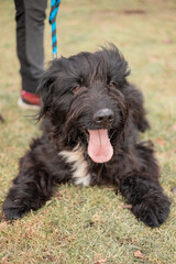 Dog in the park, portrait of a dog