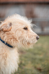 Dog in the park, portrait of a dog