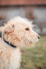 Dog in the park, portrait of a dog