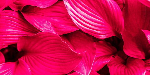 Natural background with hosta leaves close up painted in the color of the year 2023 viva magenta
