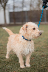 Dog in the park, portrait of a dog