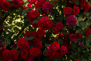 Beautiful fresh roses in nature. Natural background, large inflorescence of roses on a garden bush. A close-up of a bush of red roses on the alley of the city park