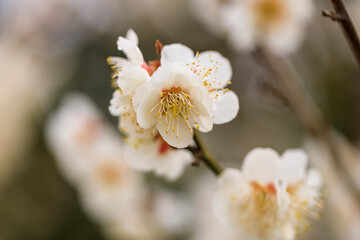 満開の梅の花