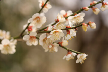 満開の梅の花