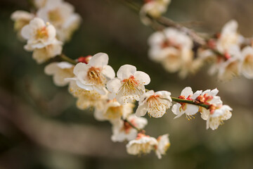 満開の梅の花
