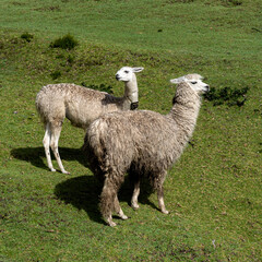 Llamas Animales de Granja Páramo Andes Alpacas Naturaleza