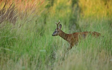 Roe deer with antler walks hidden in tall grass in a meadow