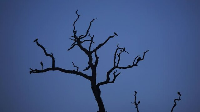 Bird flying over Dead Tree in morning of Delhi
