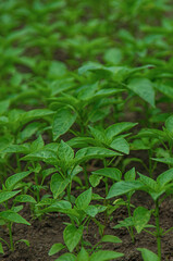 Pepper seedlings in a greenhouse. Selective focus.