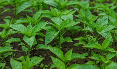 Pepper seedlings in a greenhouse. Selective focus.