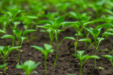Pepper seedlings in a greenhouse. Selective focus.